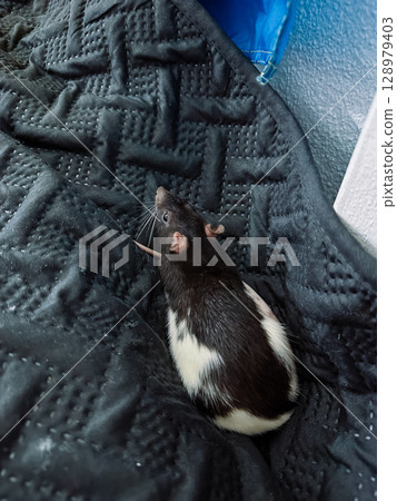Black and white rat is laying on a black blanket 128979403