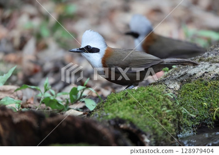 White-crested owl 128979404