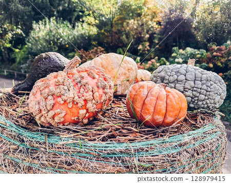 Group of pumpkins with one of them being a large, misshapen one Group of pumpkins with one of them being a large, misshapen one 128979415