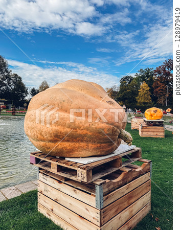 Large pumpkin is sitting on a wooden crate in a park 128979419