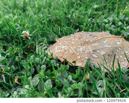 Leaf is on the grass with raindrops on it Leaf is on the grass with raindrops on it 128979426
