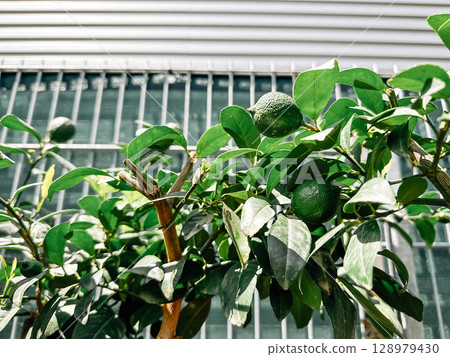 Tree with green leaves and a few small green fruits 128979430