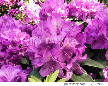 Bunch of purple flowers with a few white flowers in the middle 128979436