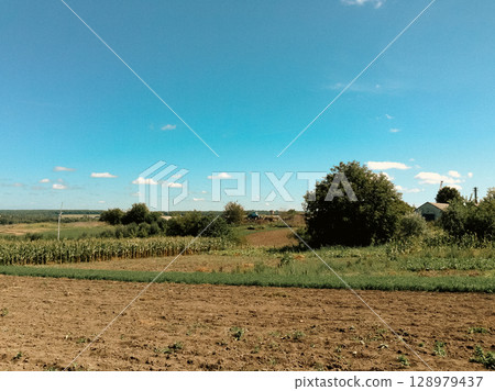 Field of corn is shown with a blue sky in the background 128979437