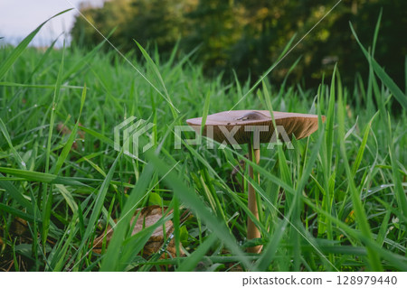 Mushroom is sitting on top of a patch of grass Mushroom is sitting on top of a patch of grass 128979440