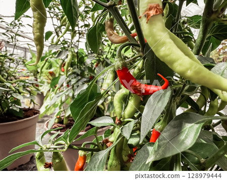 Bunch of green peppers are hanging from a plant Bunch of green peppers are hanging from a plant 128979444