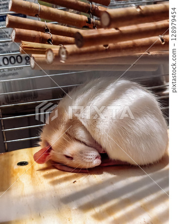 White rat is sleeping in a cage 128979454