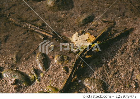 Leaf is floating on the water Leaf is floating on the water 128979472