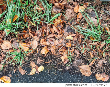 Patch of grass with leaves on the ground 128979476