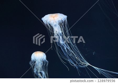 Red moss Red moss 128979556