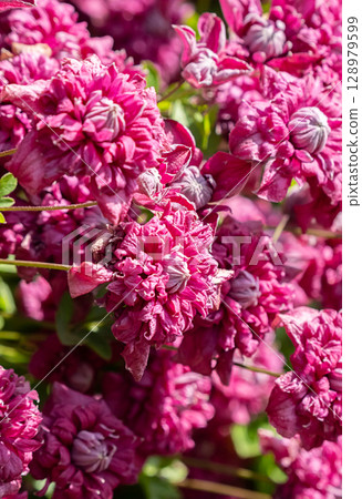 Close up of vibrant pink clematis flowers blooming in a sunny garden. 128979599