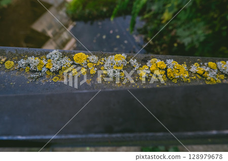 Black metal railing covered in yellow and white moss Black metal railing covered in yellow and white moss 128979678