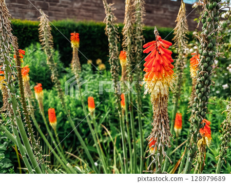 Bunch of orange and yellow flowers are growing in a garden 128979689