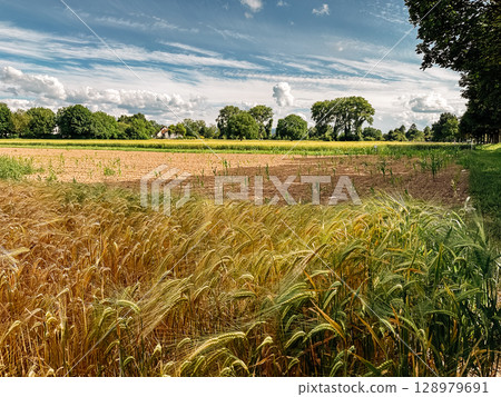 Field of wheat is shown with a clear blue sky in the background Field of wheat is shown with a clear blue sky in the background 128979691