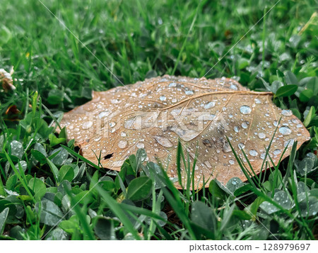 Leaf with raindrops on it is on a grassy field Leaf with raindrops on it is on a grassy field 128979697