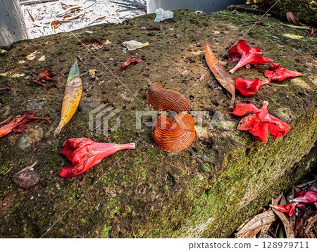 Rock covered in moss and leaves with a slug on it Rock covered in moss and leaves with a slug on it 128979711