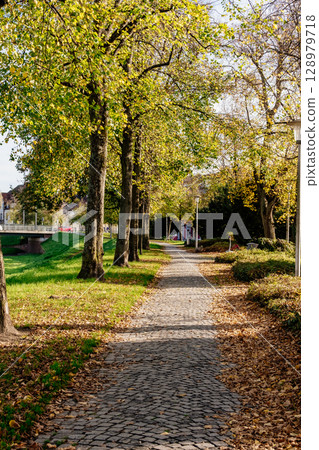 Path in a park with trees and leaves on the ground Path in a park with trees and leaves on the ground 128979718