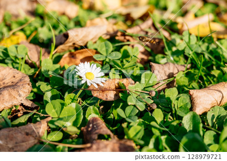 White flower is in the middle of a field of green grass White flower is in the middle of a field of green grass 128979721