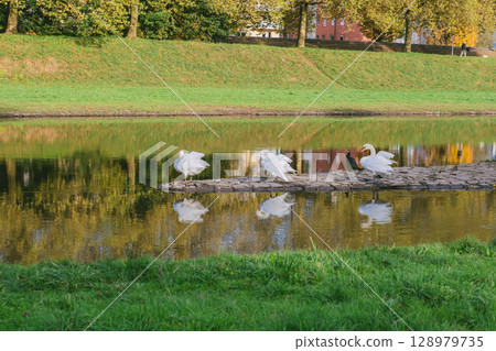 Group of swans are walking on a grassy area near a river Group of swans are walking on a grassy area near a river 128979735