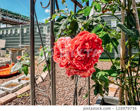 Red rose is in bloom in a garden Red rose is in bloom in a garden 128979736