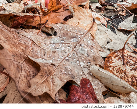 Leaf with raindrops on it is on the ground 128979744