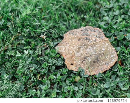 Leaf is on the grass with raindrops on it Leaf is on the grass with raindrops on it 128979754