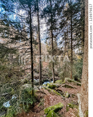 A forest with a stream running through it A forest with a stream running through it 128979817