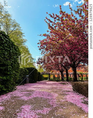 A path is covered in pink petals A path is covered in pink petals 128979825