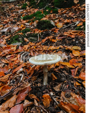 A mushroom is sitting on top of a pile of leaves 128979845