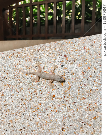 A lizard is on a wall made of rocks 128979847