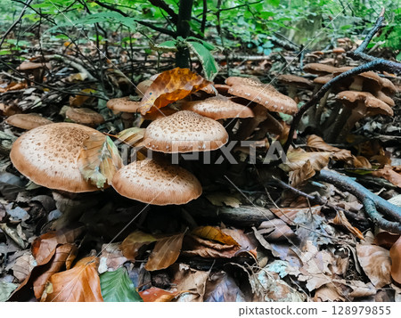 A group of mushrooms are growing on the ground in a forest A group of mushrooms are growing on the ground in a forest 128979855