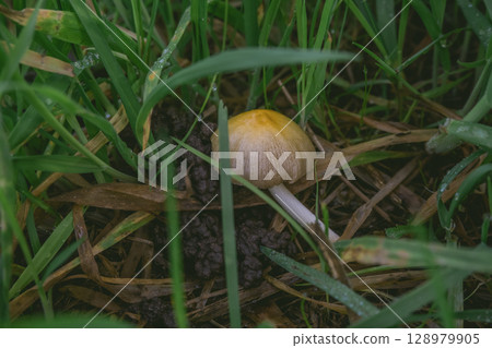 Mushroom is sitting on the ground in a grassy area 128979905