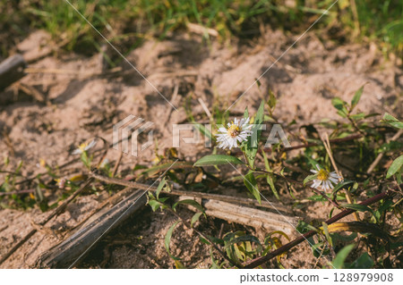 Small white flower is growing in the dirt 128979908