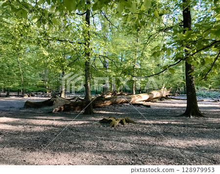 A large log is lying on the ground in a forest 128979953