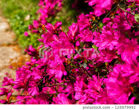 A bunch of pink flowers with green leaves A bunch of pink flowers with green leaves 128979992