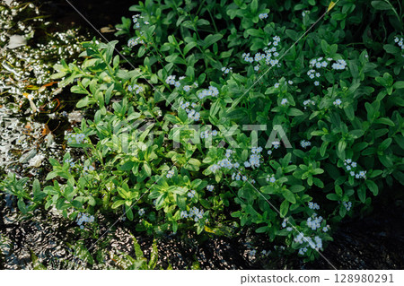 白色勿忘我 白色勿忘我 128980291