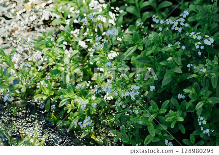 White Forget-Me-Not White Forget-Me-Not 128980293