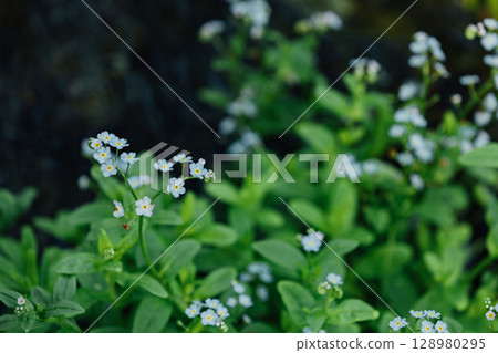 White Forget-Me-Not White Forget-Me-Not 128980295