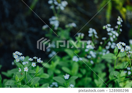 White Forget-Me-Not White Forget-Me-Not 128980296
