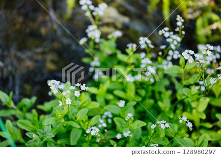 White Forget-Me-Not White Forget-Me-Not 128980297
