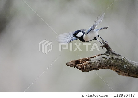 α9Ⅲ拍攝前範例:Tit α9Ⅲ拍攝前範例:Tit 128980418