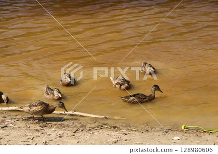 Ducks gracefully swimming in brown, muddy water near the serene and calm shoreline area 128980606