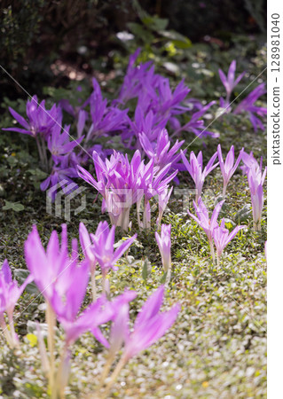 埼玉縣武藏野丘陵森林公園的番紅花 128981040