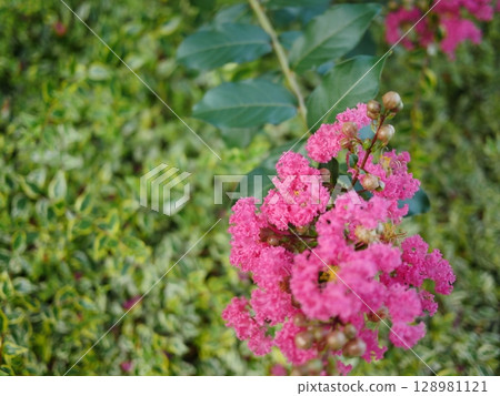 I photographed the dense leaves of the new green season. The beauty of the crape myrtle flowers is amazing. Pink art copy I photographed the dense leaves of the new green season. The beauty of the crape myrtle flowers is amazing. Pink art copy 128981121
