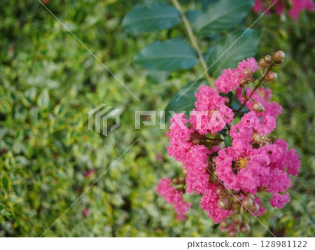 I photographed the dense leaves of the new green season. The beauty of the crape myrtle flowers is amazing. Pink art copy I photographed the dense leaves of the new green season. The beauty of the crape myrtle flowers is amazing. Pink art copy 128981122