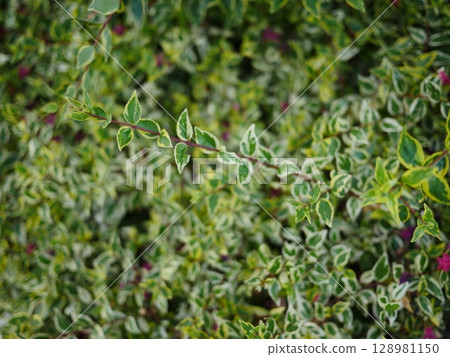 我拍攝了新綠季節茂密的葉子。紫薇花的美麗令人驚嘆。粉紅色藝術複製品 128981150