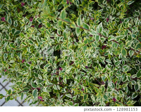 I photographed the dense leaves of the new green season. The beauty of the crape myrtle flowers is amazing. Pink art copy 128981153
