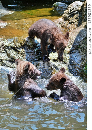 Baby bear brothers playing in the river Baby bear brothers playing in the river 128981289