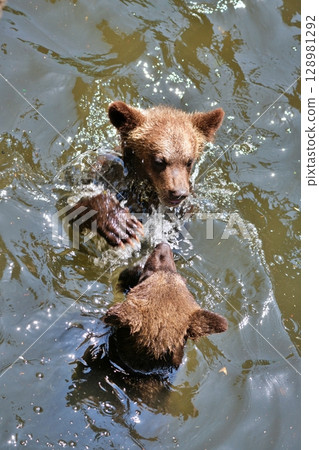 Baby bear playing in the river 128981292