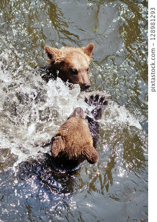 Baby bear playing in the river Baby bear playing in the river 128981293